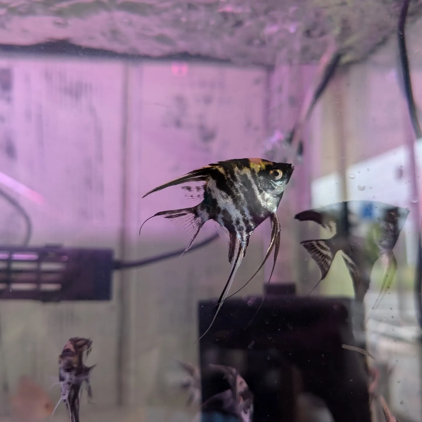 エンゼルフィッシュ