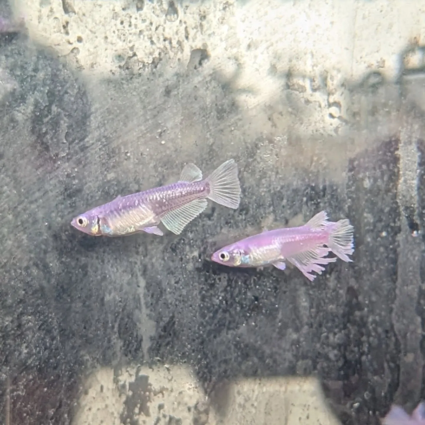 グランドクロス