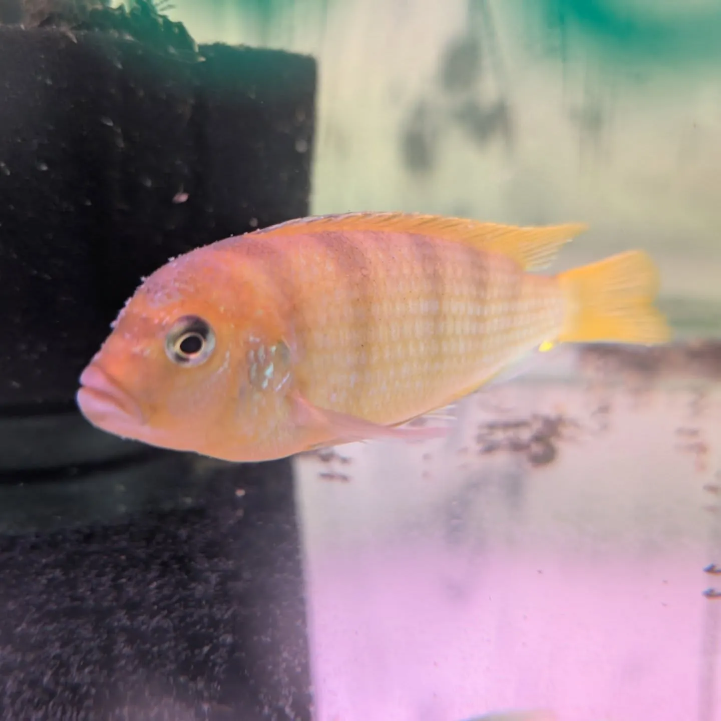 ゴールデンゼブラシグリット