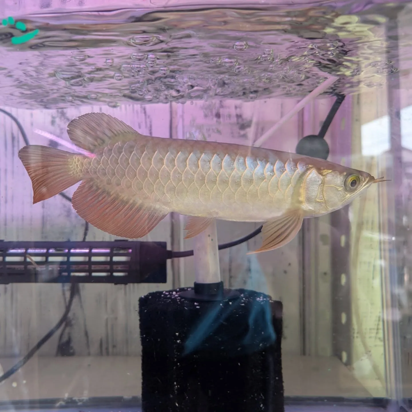 アジアアロワナ 過背金龍