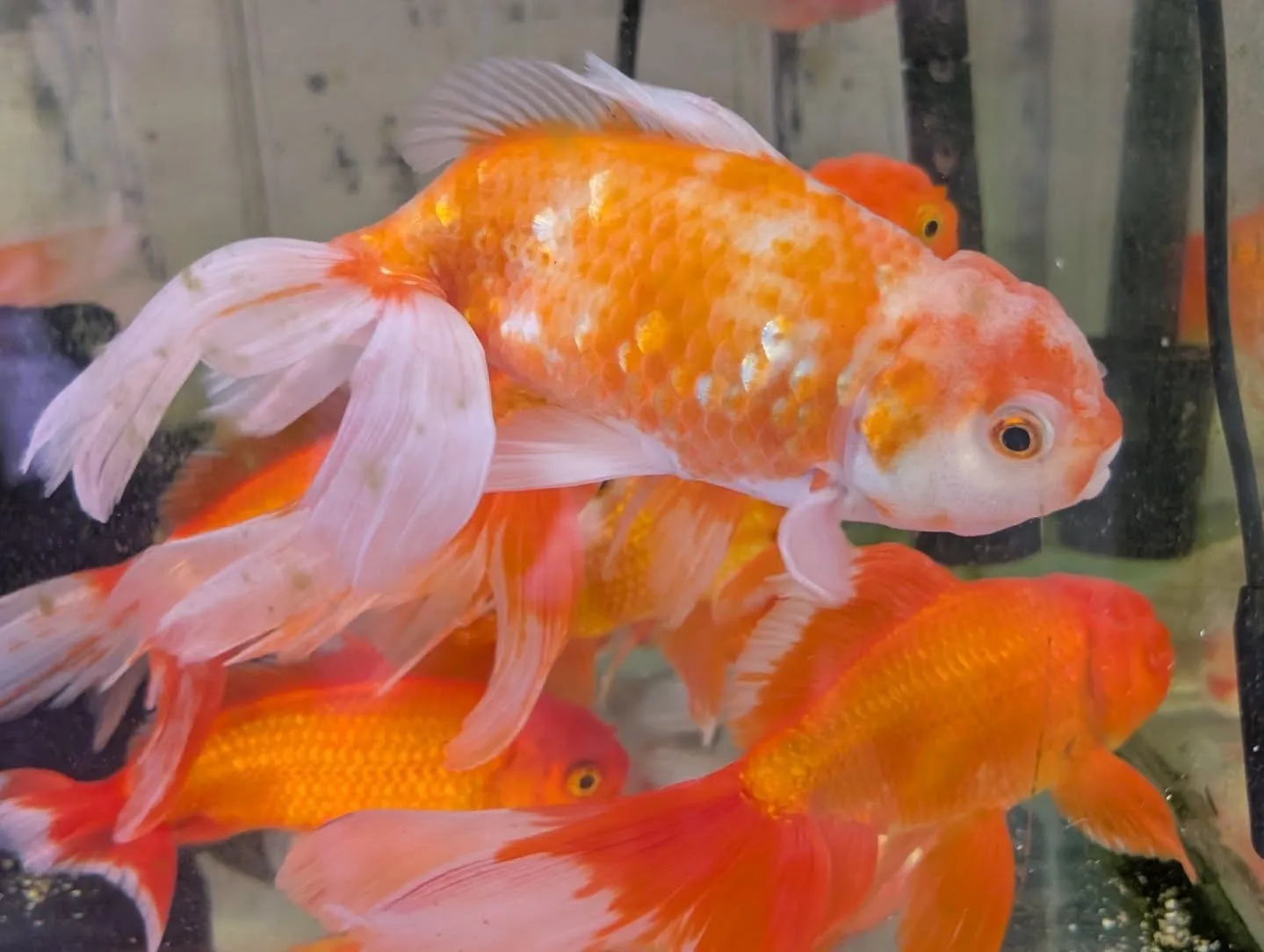 ジャンボオランダ獅子頭