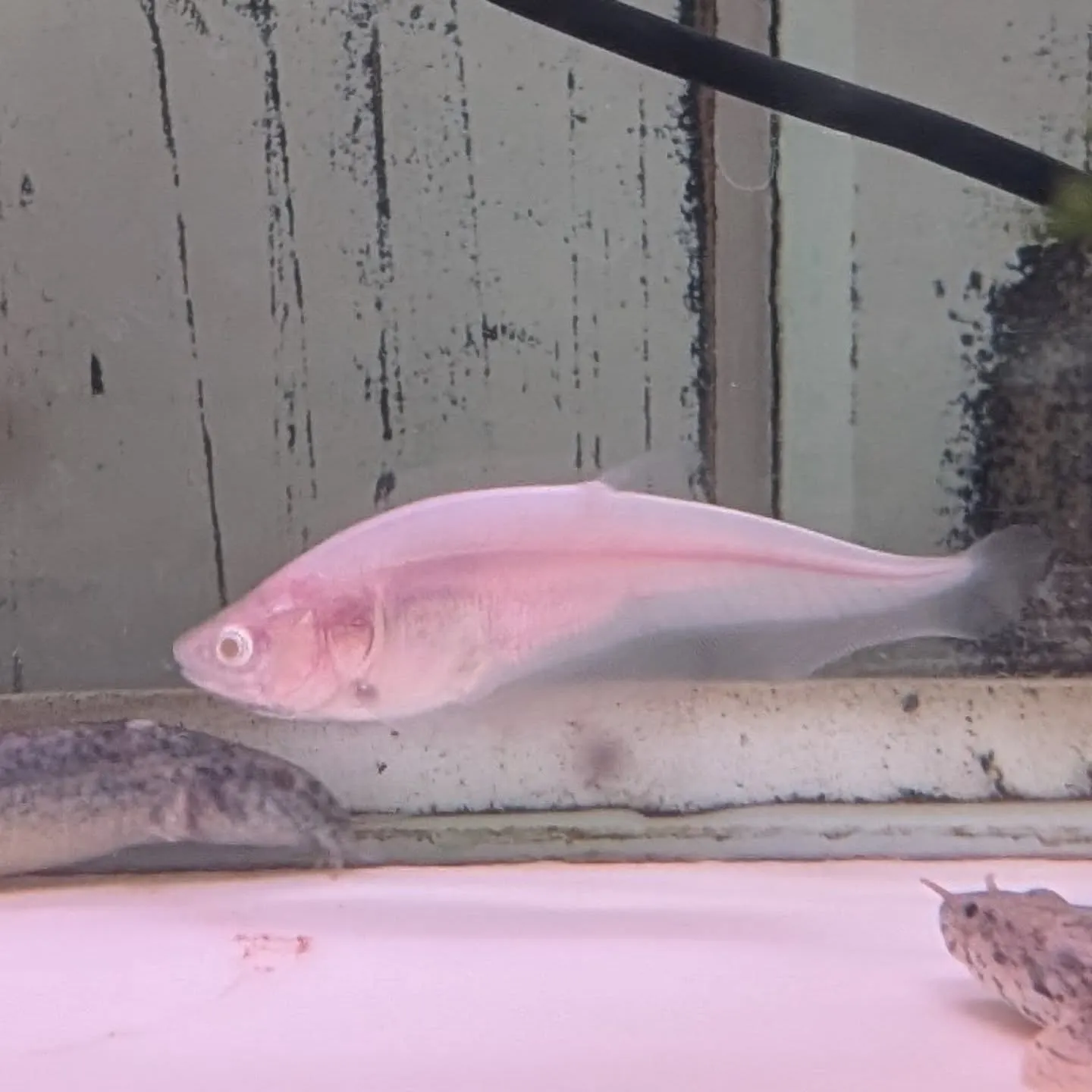 ピュアホワイトナイフフィッシュ