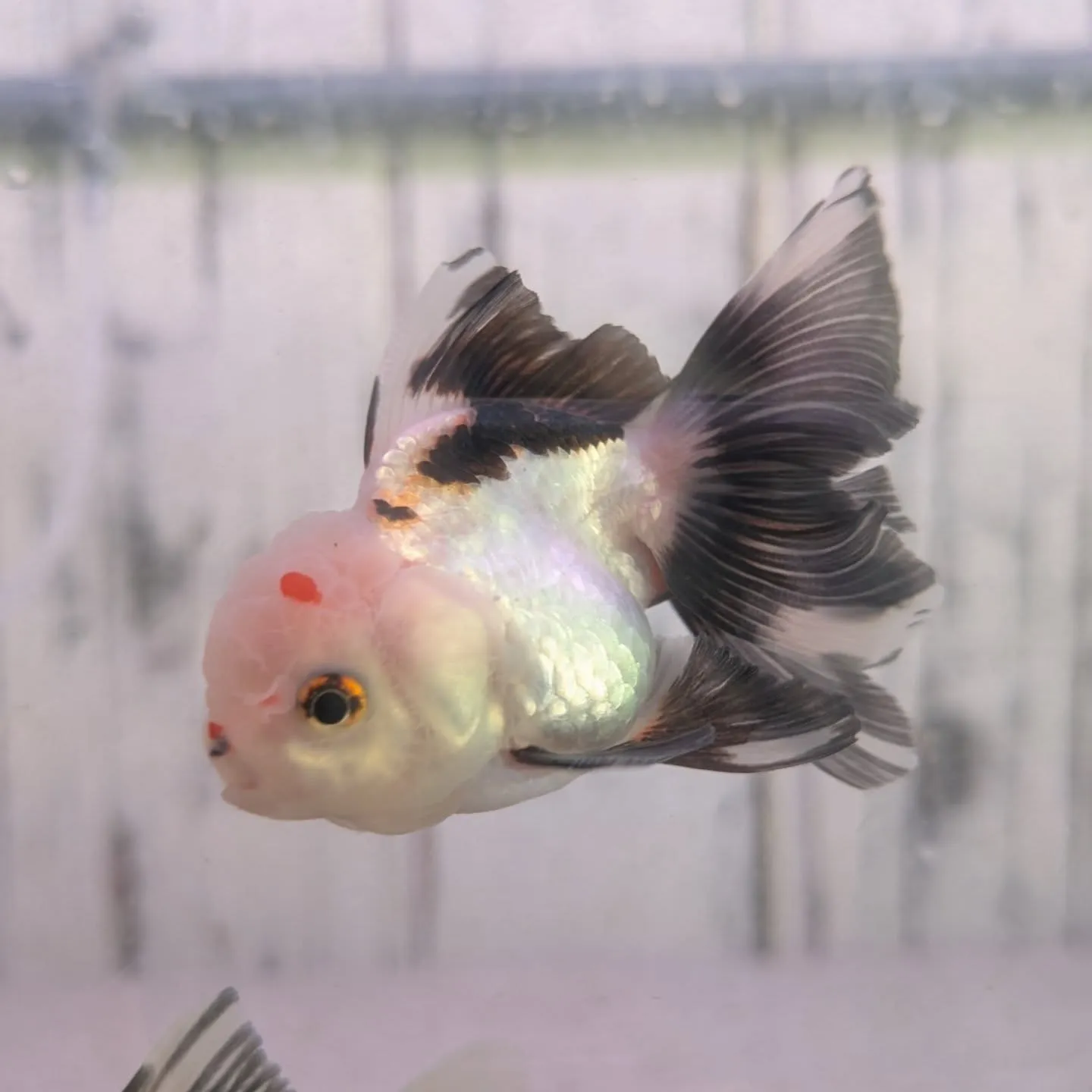 パンダオランダ獅子頭