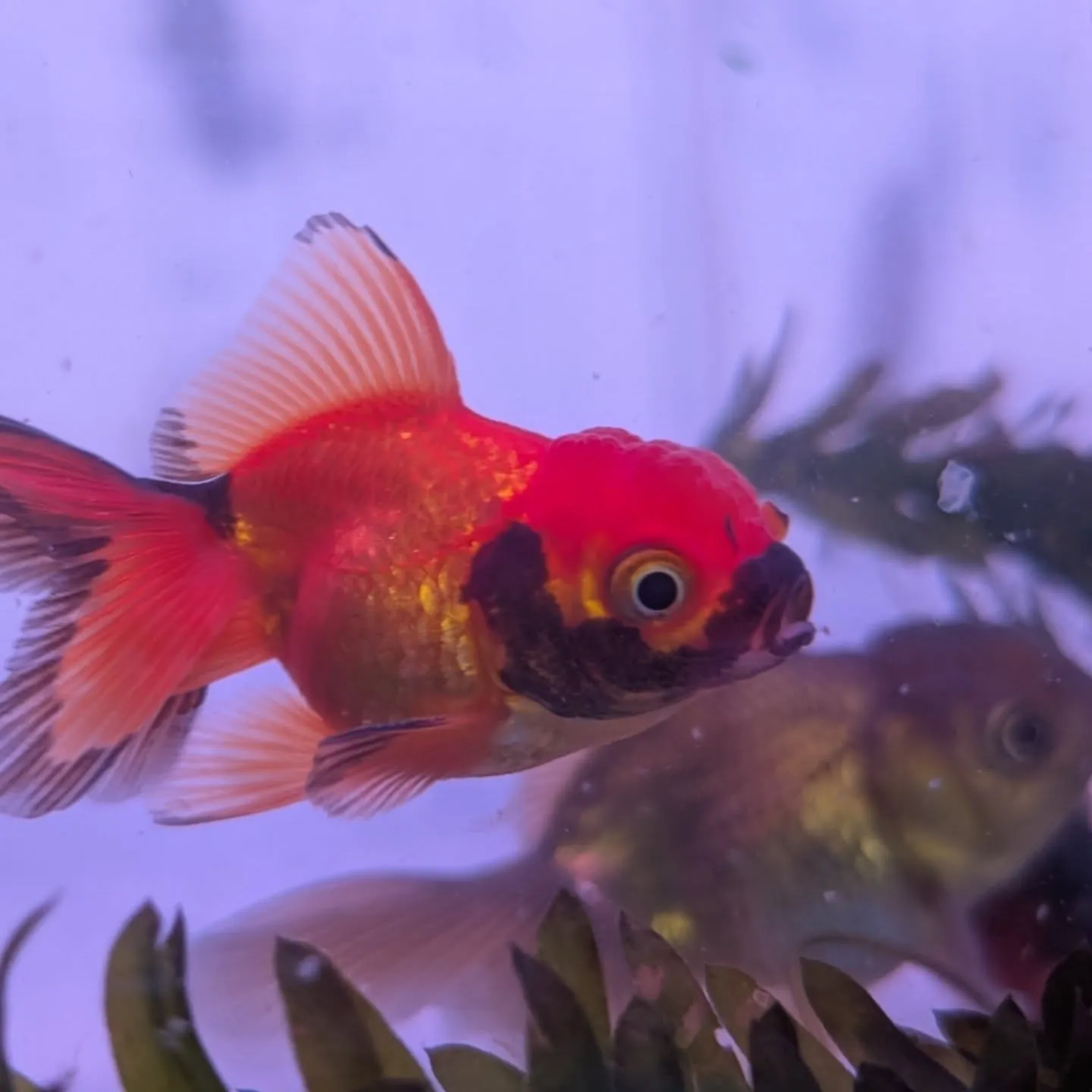 初売りセール2日目🎉