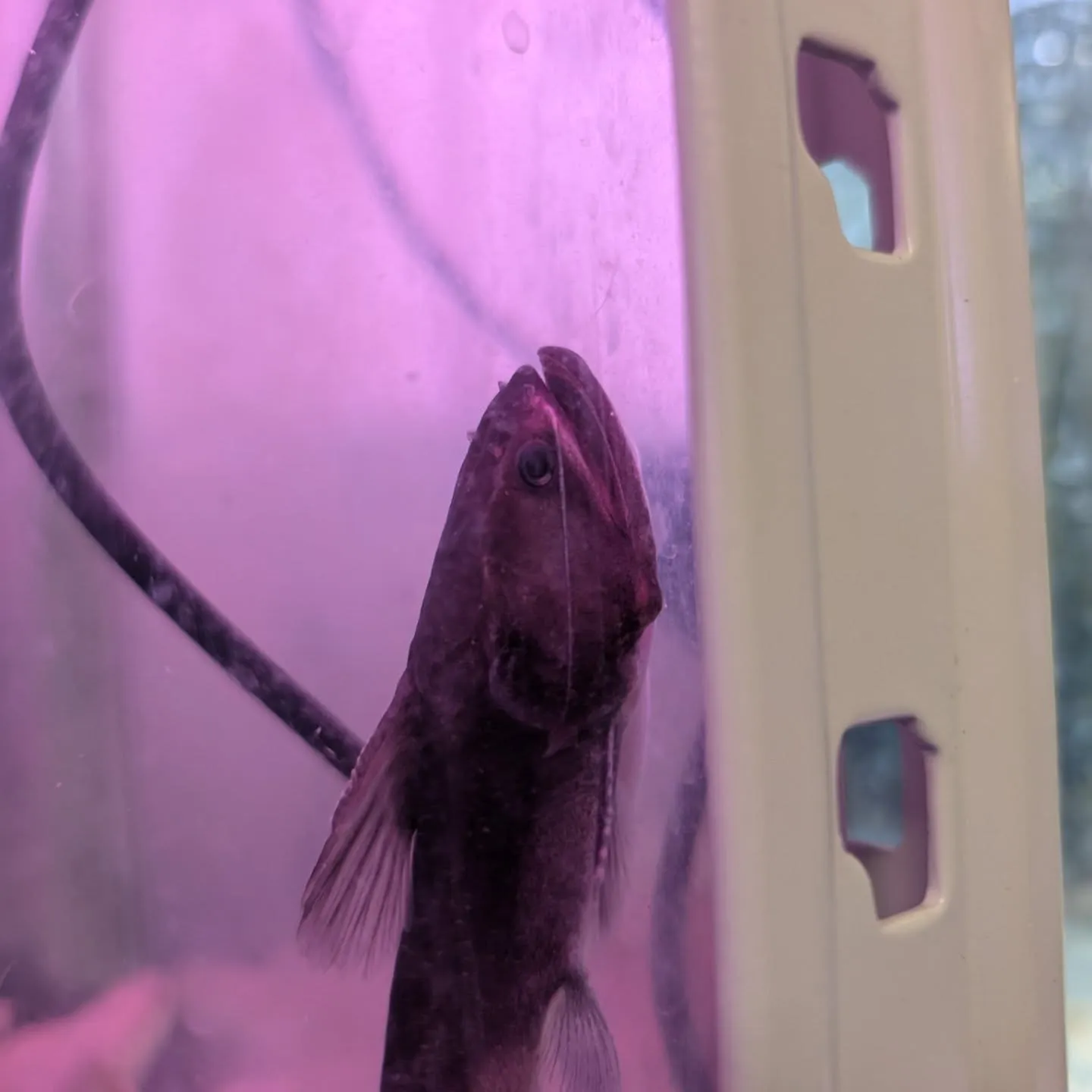 初売りセール最終日🎉