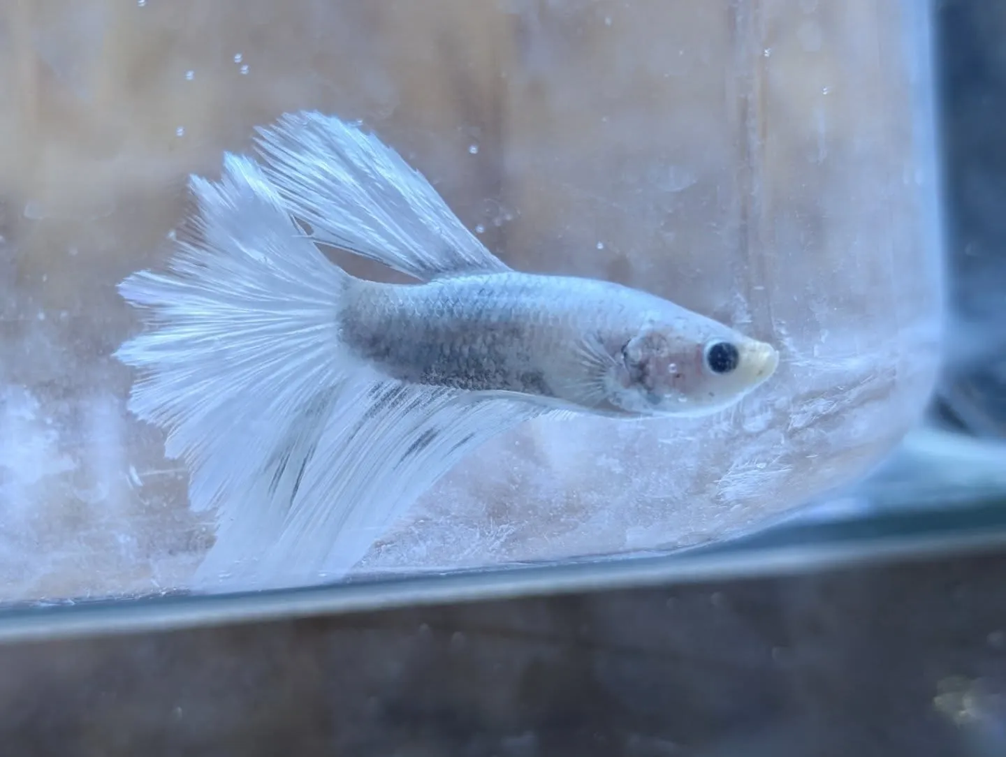 本日の入荷情報✨(ベタ、水草)