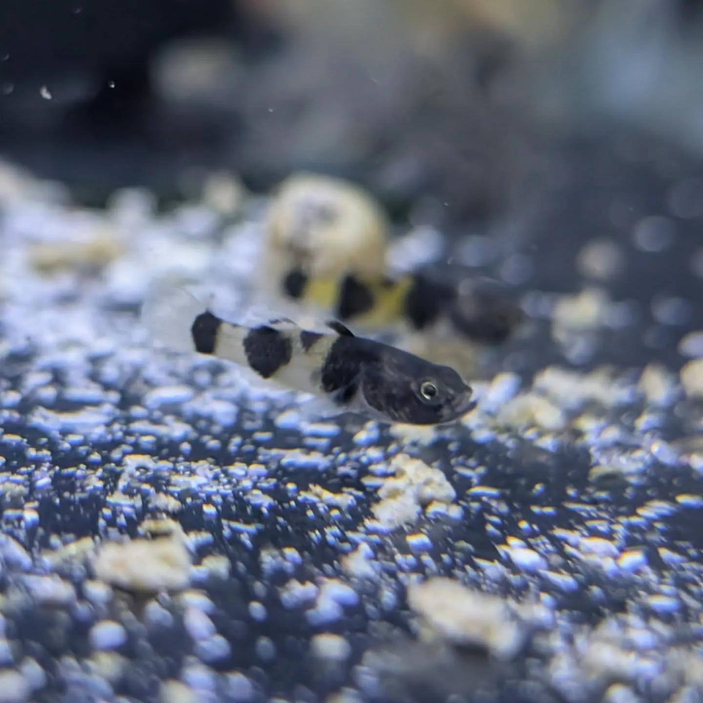 本日の入荷情報✨(熱帯魚、エビ、日本淡水魚、貝)