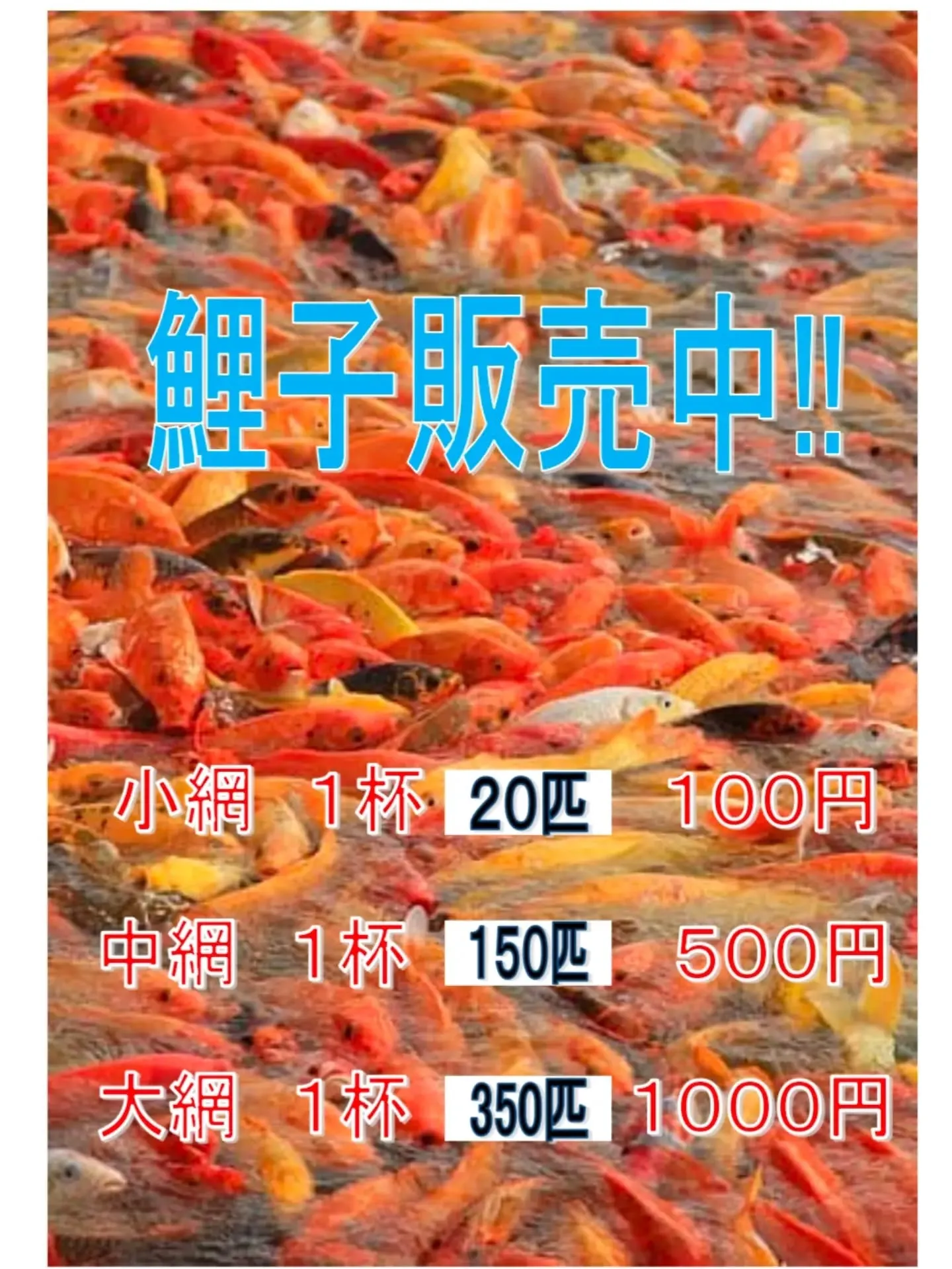 鯉子販売開始🎉